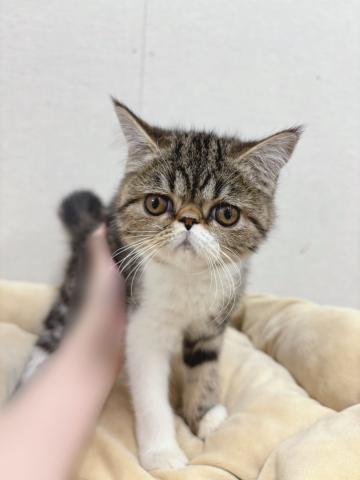 エキゾチックショートヘアー
