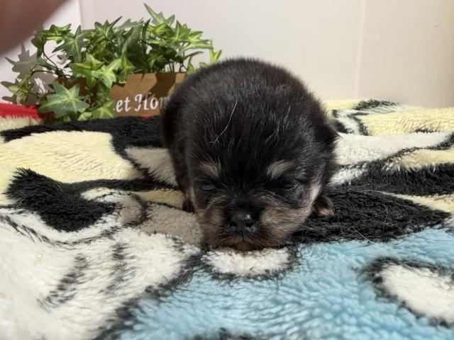 ポメラニアン