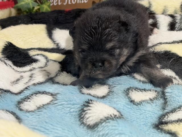 ポメラニアン