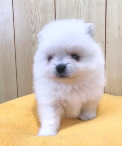 ポメラニアン
