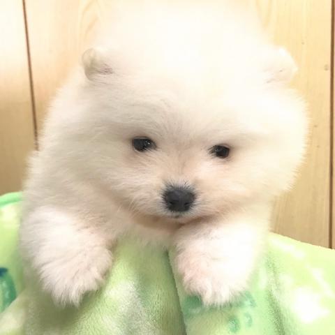 ポメラニアン