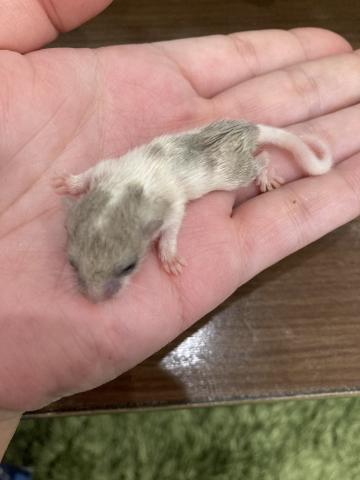 【パイド】アフリカヤマネ