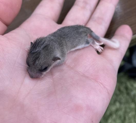 【ハーフテール】アフリカヤマネ