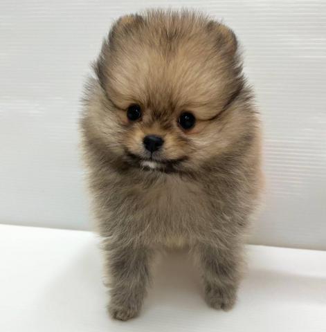 ポメラニアン