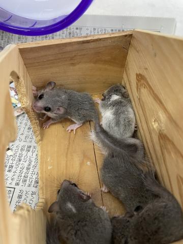アフリカヤマネ