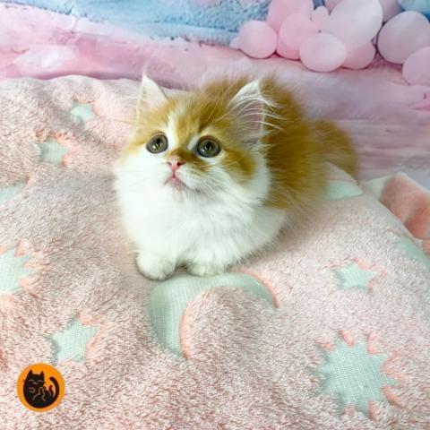 スコティッシュフォールド