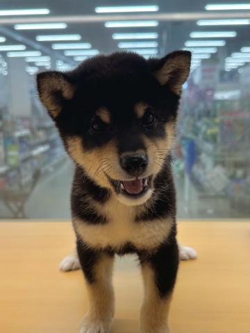 柴犬