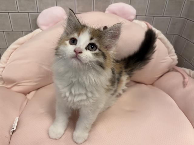 ノルウェージャンフォレストキャット