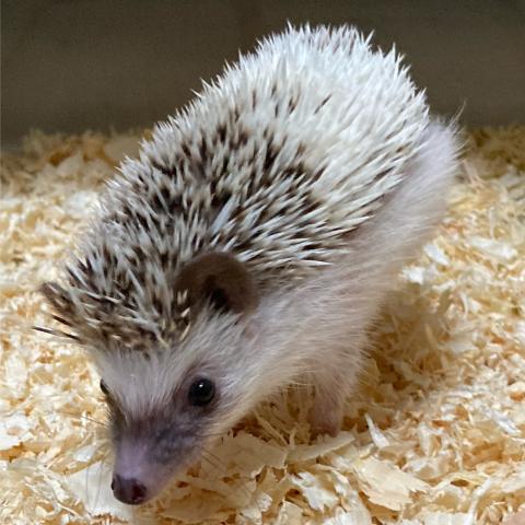 ハリネズミ