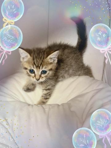 ブリティッシュショートヘア