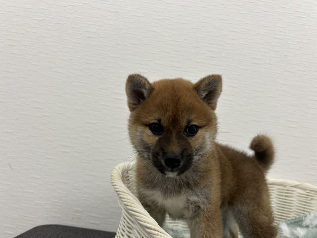 柴犬