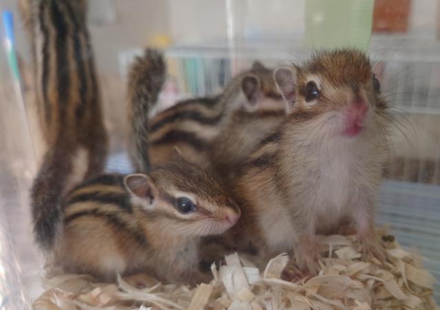 シマリス(ノーマル)
