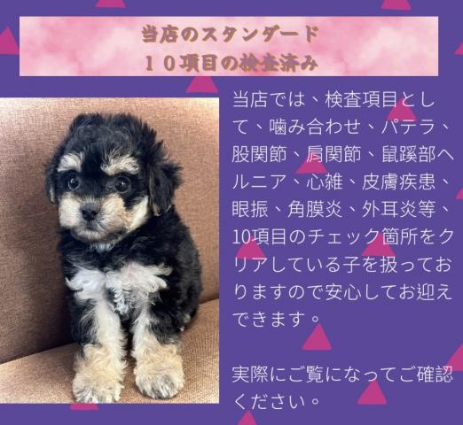 MIX【思い切りサプライズ特価の子】チワプーmix🌸タイニーサイズ確定の子⭐️お迎え総額なんと198,000円⭐️