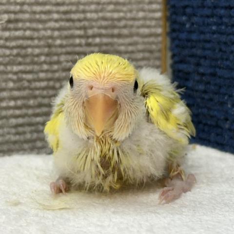 コザクラインコ