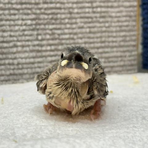 桜文鳥