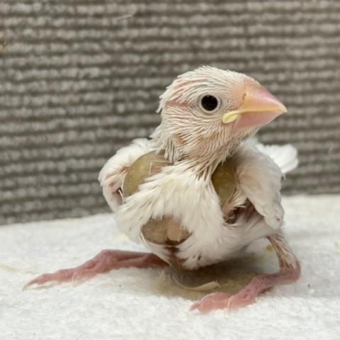 白文鳥