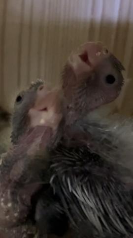 オカメインコ シナモン