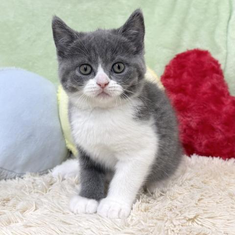 ブリティッシュショートヘア