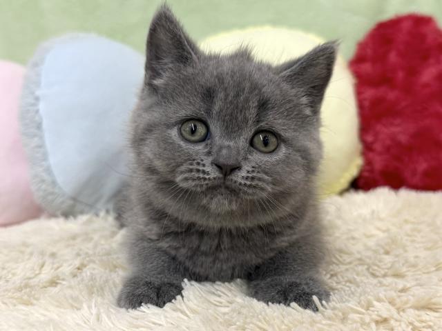 ブリティッシュショートヘア