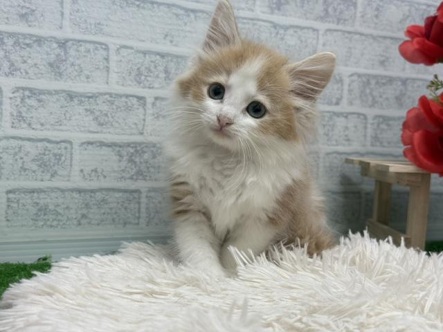 ノルウェージャンフォレストキャット