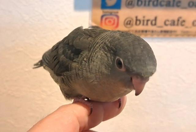 サザナミインコ　モーブ