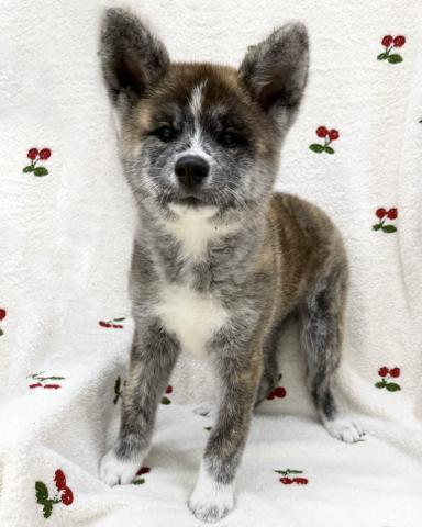 秋田犬