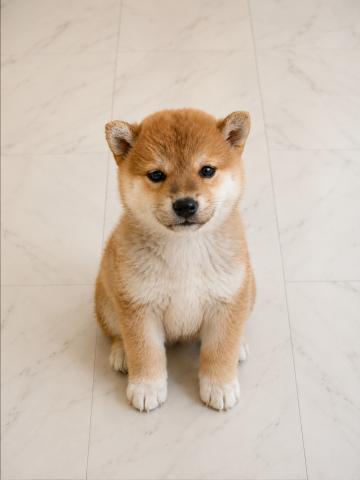柴犬
