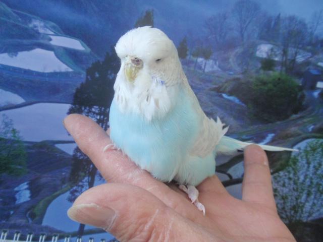 ジャンボセキセイインコ スパングルブルー 若♀ (^_-)-☆