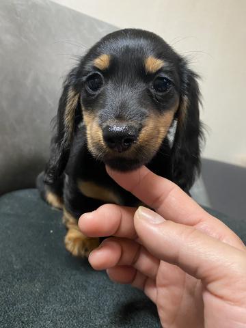 ミニチュアダックスフンド