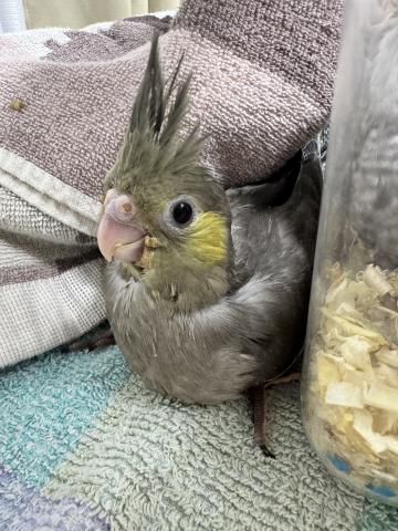 オカメインコ
