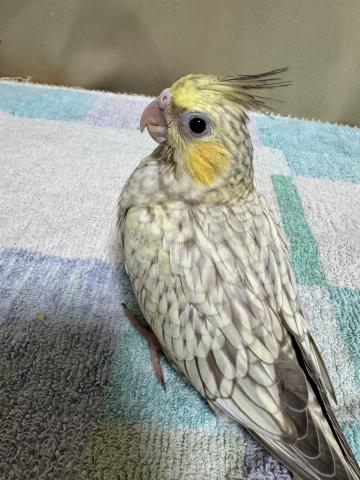 オカメインコ