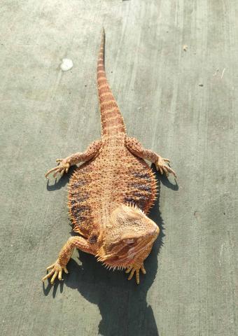 フトアゴトカゲ　レッド