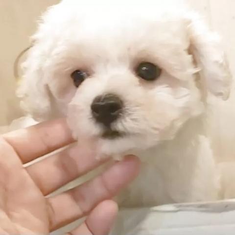 ビションフリーゼ