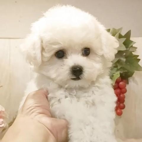 ビションフリーゼ