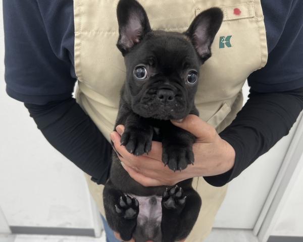 フレンチブルドッグ