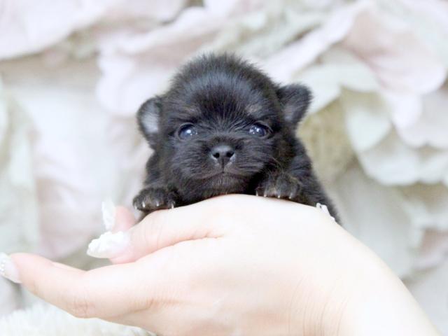 ポメラニアン