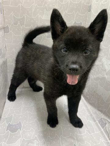 甲斐犬