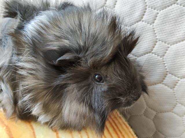 ペルビアン