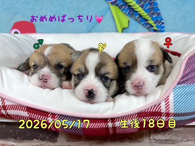 ウェルシュコーギーペンブローク