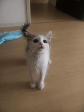 マンチカン