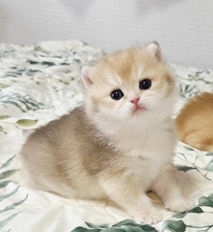 ブリティッシュショートヘア