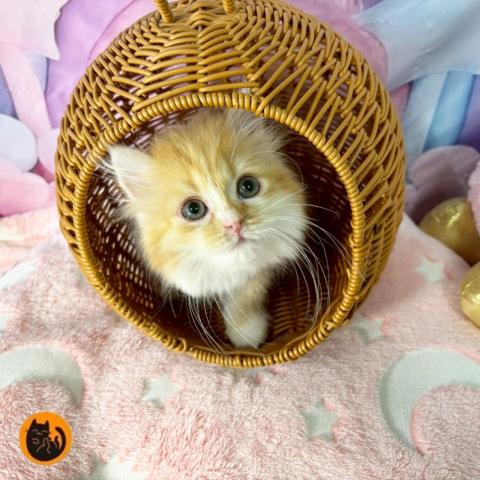 スコティッシュフォールド