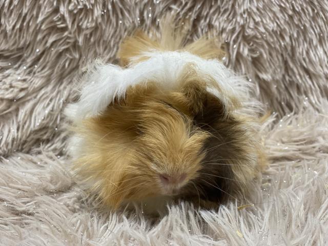 ペルビアンモルモット