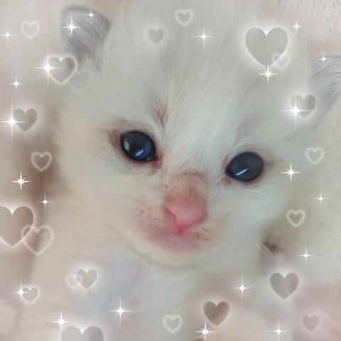 ラグドールまだまだ赤ちゃんです🧸コメント読んでください♡
