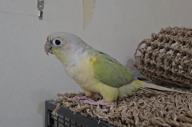 ウロコインコ