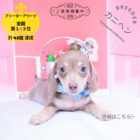 カニヘンダックスフンド スムース