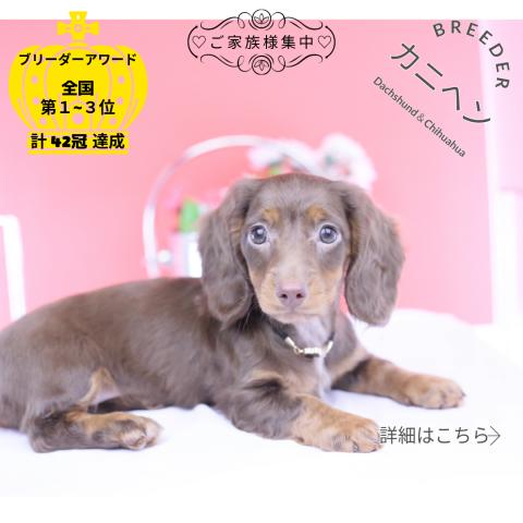 カニヘンダックスフンド ロング