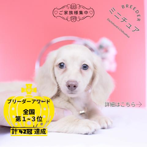 ミニチュアダックスフンド ロング