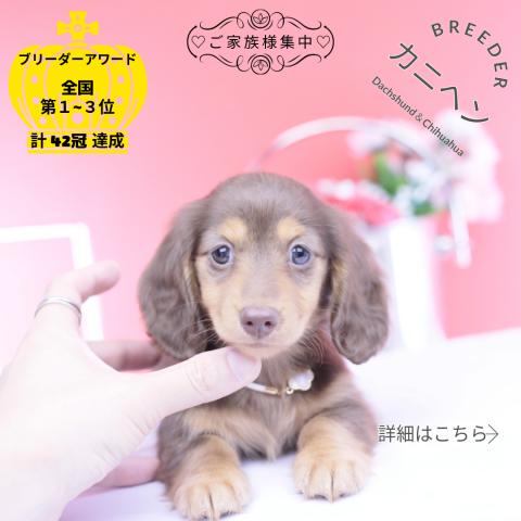 カニヘンダックスフンド　ロング
