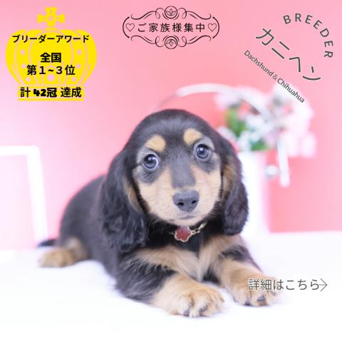 カニヘンダックスフンド　ロング